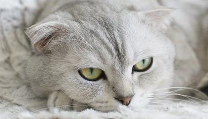 爱游戏智能体验-世界柔道锦标赛中国女将勇摘铜牌，世界柔道锦标赛奖牌榜